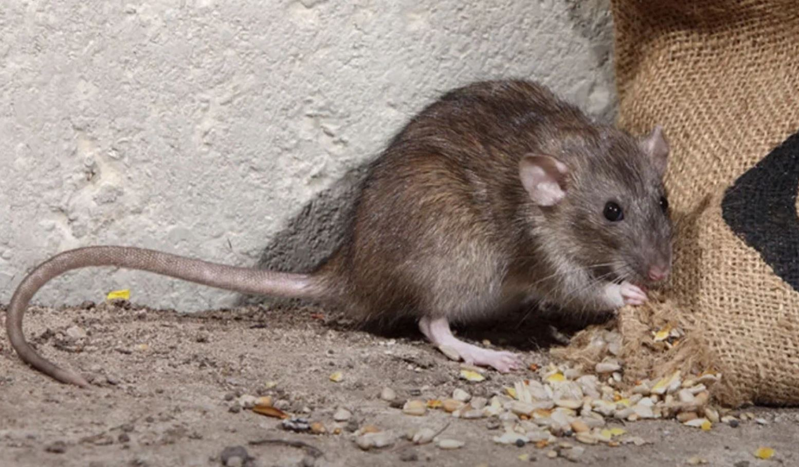 фото: Профессиональная дератизация в рабочем поселке Московской области Ильинский: <br/>+7-909-173-42-96