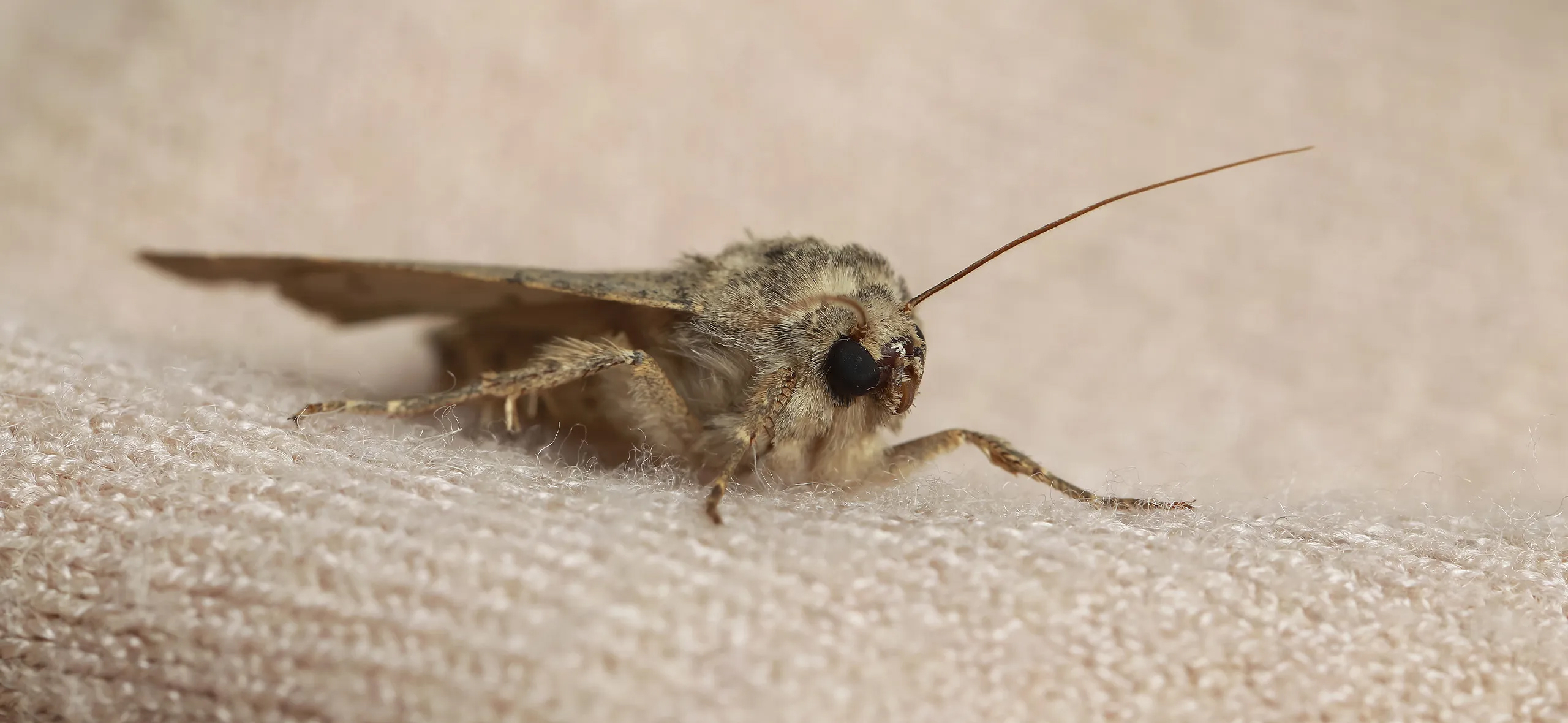 фото: Профессиональная обработка от моли в рабочем поселке Московской области Ильинский: <br/>+7-909-173-42-96